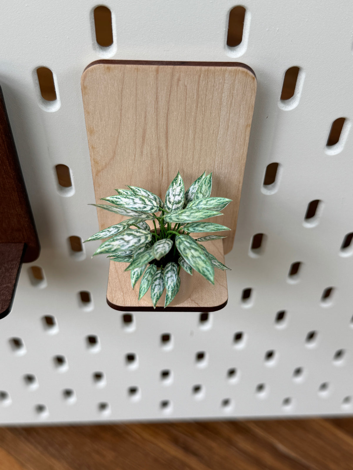 Aglaonema Miniature Plant — Dollhouse Botanical with Optional Shelf