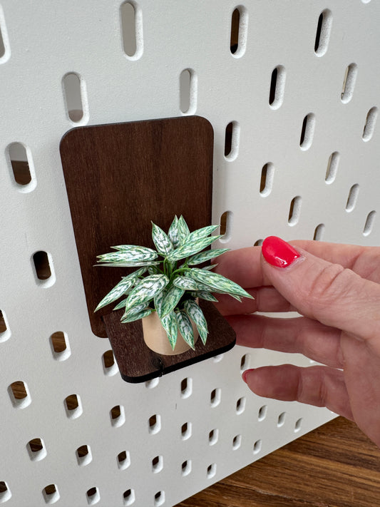 Aglaonema miniature plant, dollhouse botanical with optional shelf