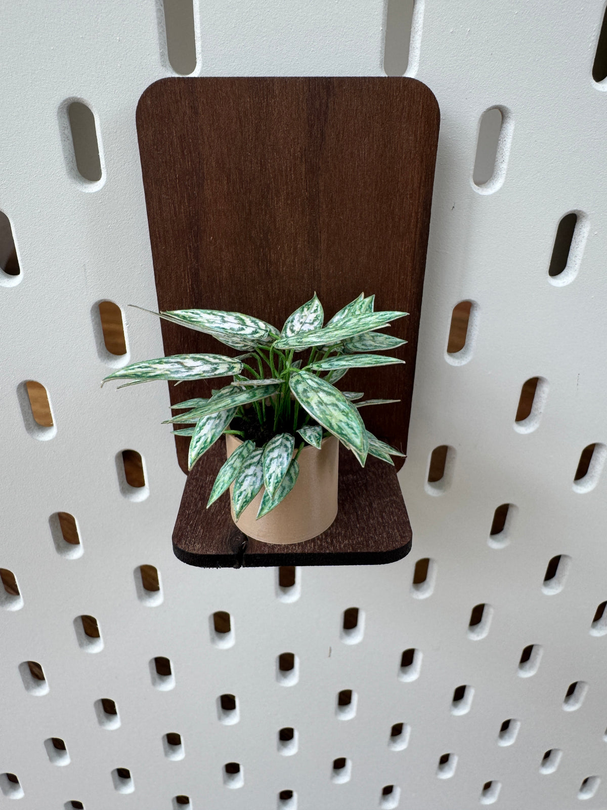 Aglaonema Miniature Plant — Dollhouse Botanical with Optional Shelf