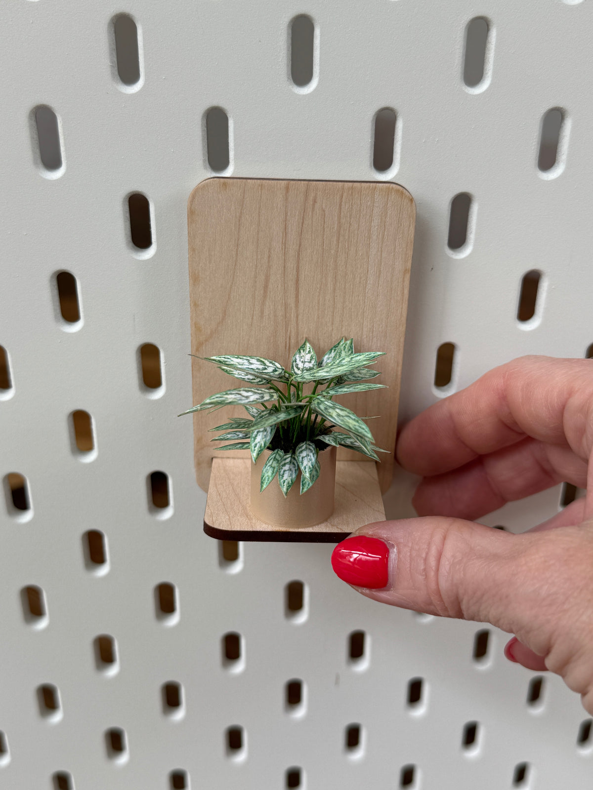 Aglaonema miniature plant, close-up detail, dollhouse botanical