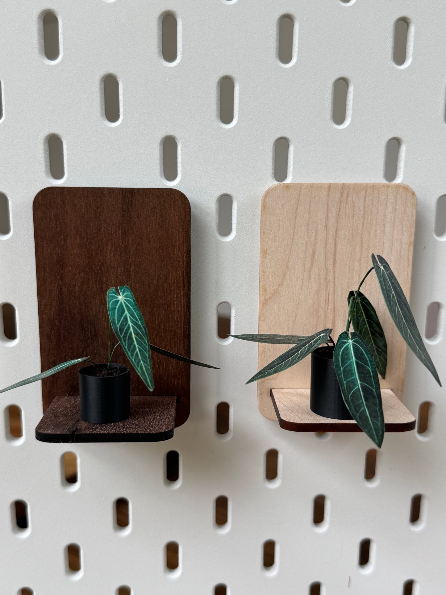 Queen Anthurium Miniature Plant — Dollhouse Botanical in Two Sizes