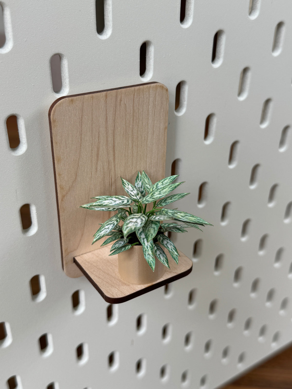 Aglaonema Miniature Plant — Dollhouse Botanical with Optional Shelf