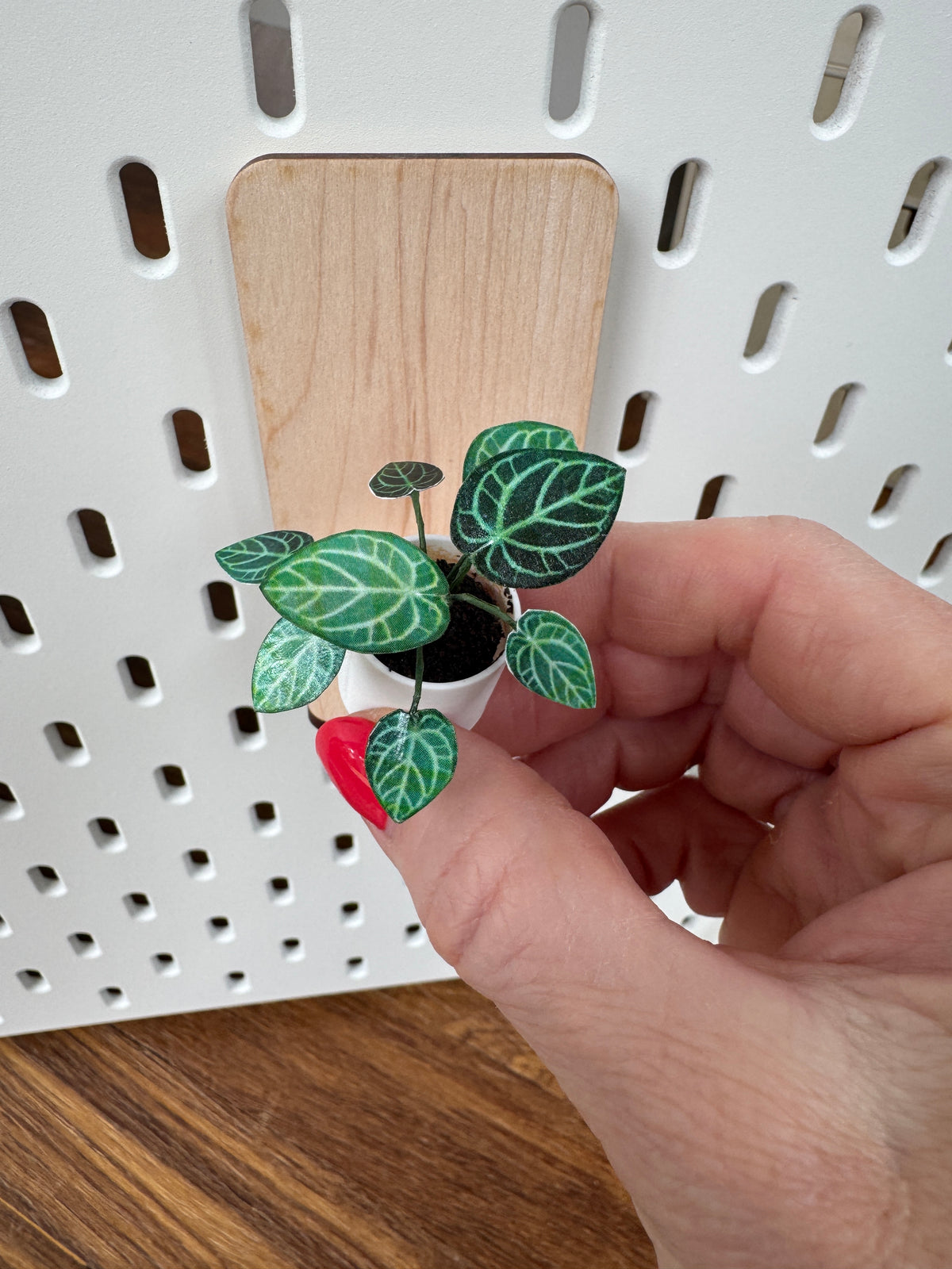 Anthurium chrystallinum Miniature Plant — Dollhouse Botanical with White Pot