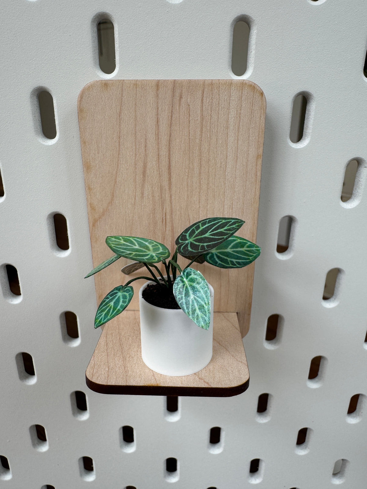 Anthurium chrystallinum miniature plant, close-up detail, dollhouse botanical