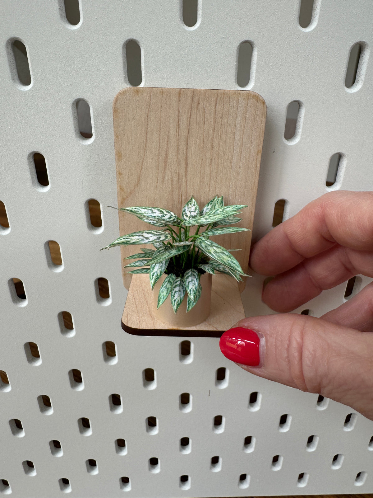 Aglaonema Miniature Plant — Dollhouse Botanical with Optional Shelf