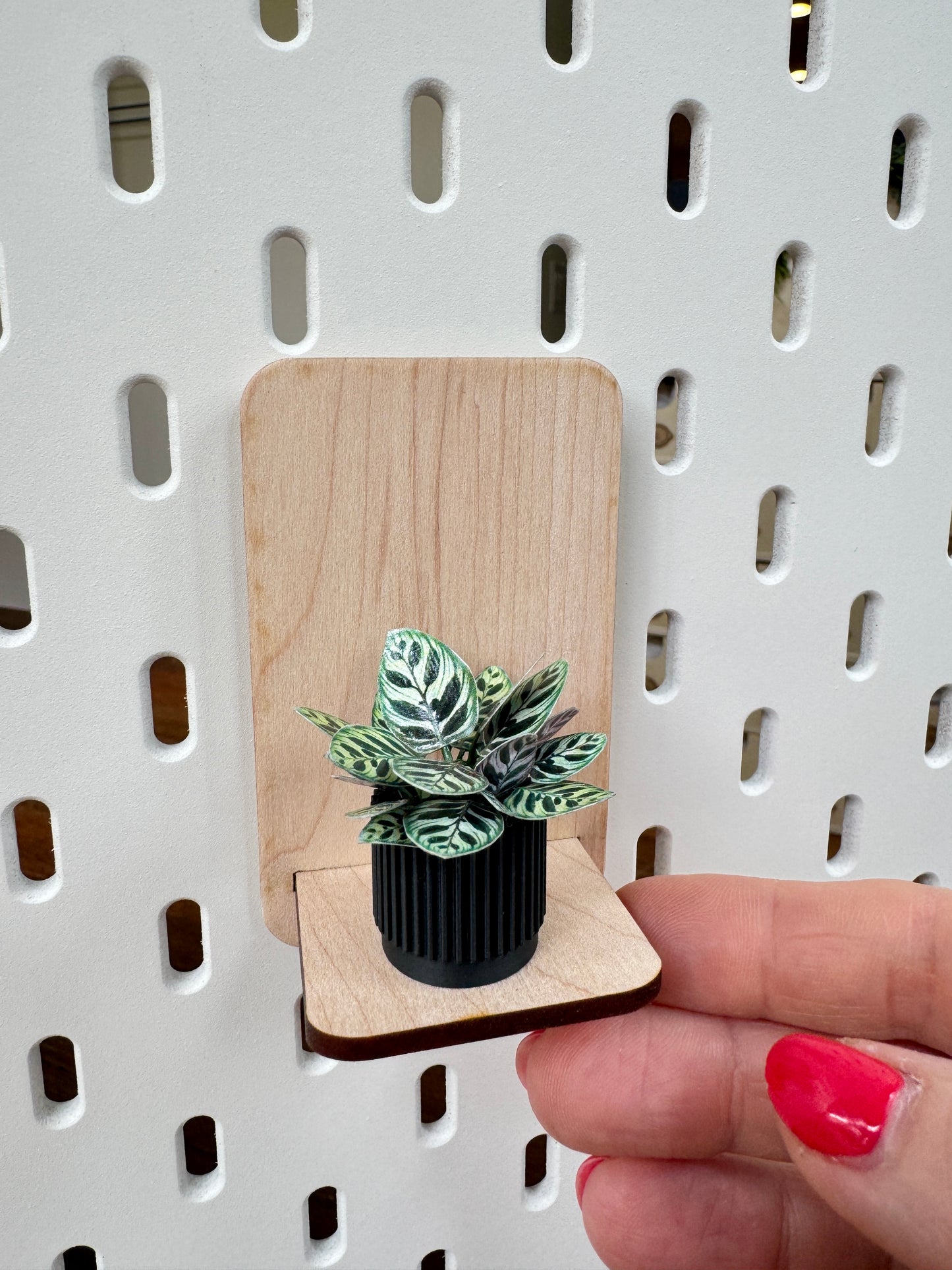 Calathea miniature plant, close-up detail, 1:12 scale dollhouse botanical